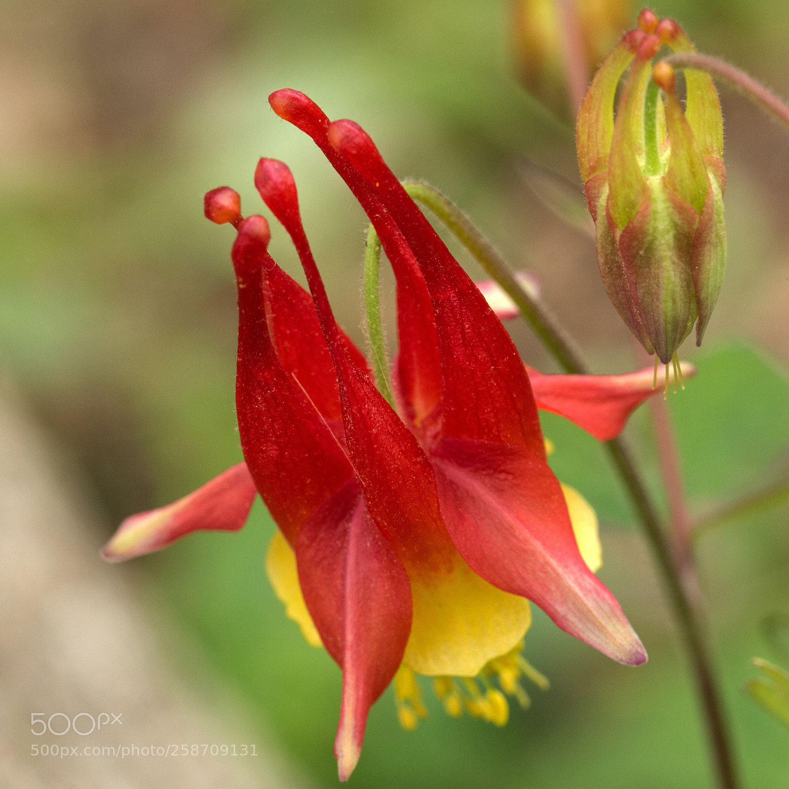 Canon EOS 700D (EOS Rebel T5i / EOS Kiss X7i) sample photo. Spring flower photography