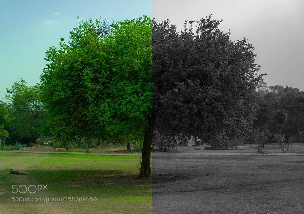 Nikon D5300 sample photo. Shades of green and photography