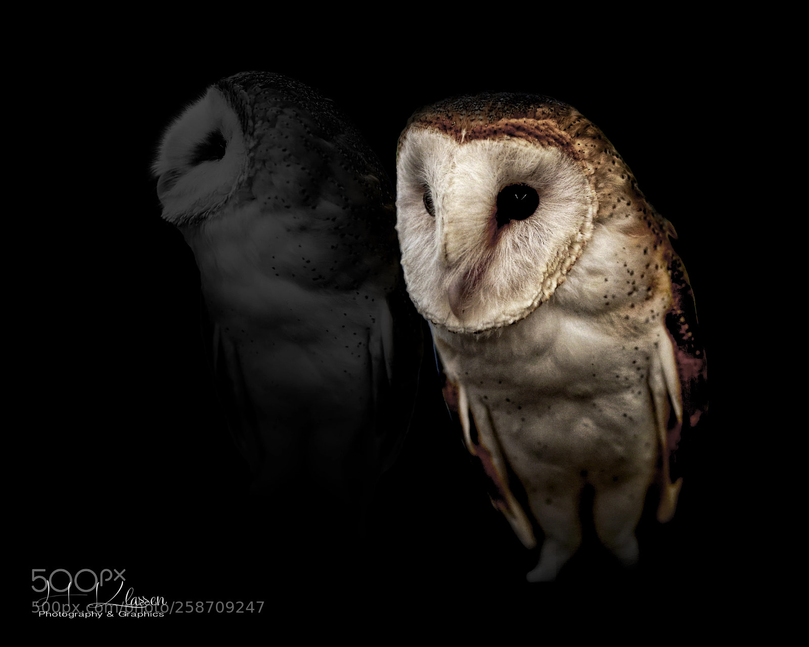 Canon EOS 6D sample photo. Barn owl photography