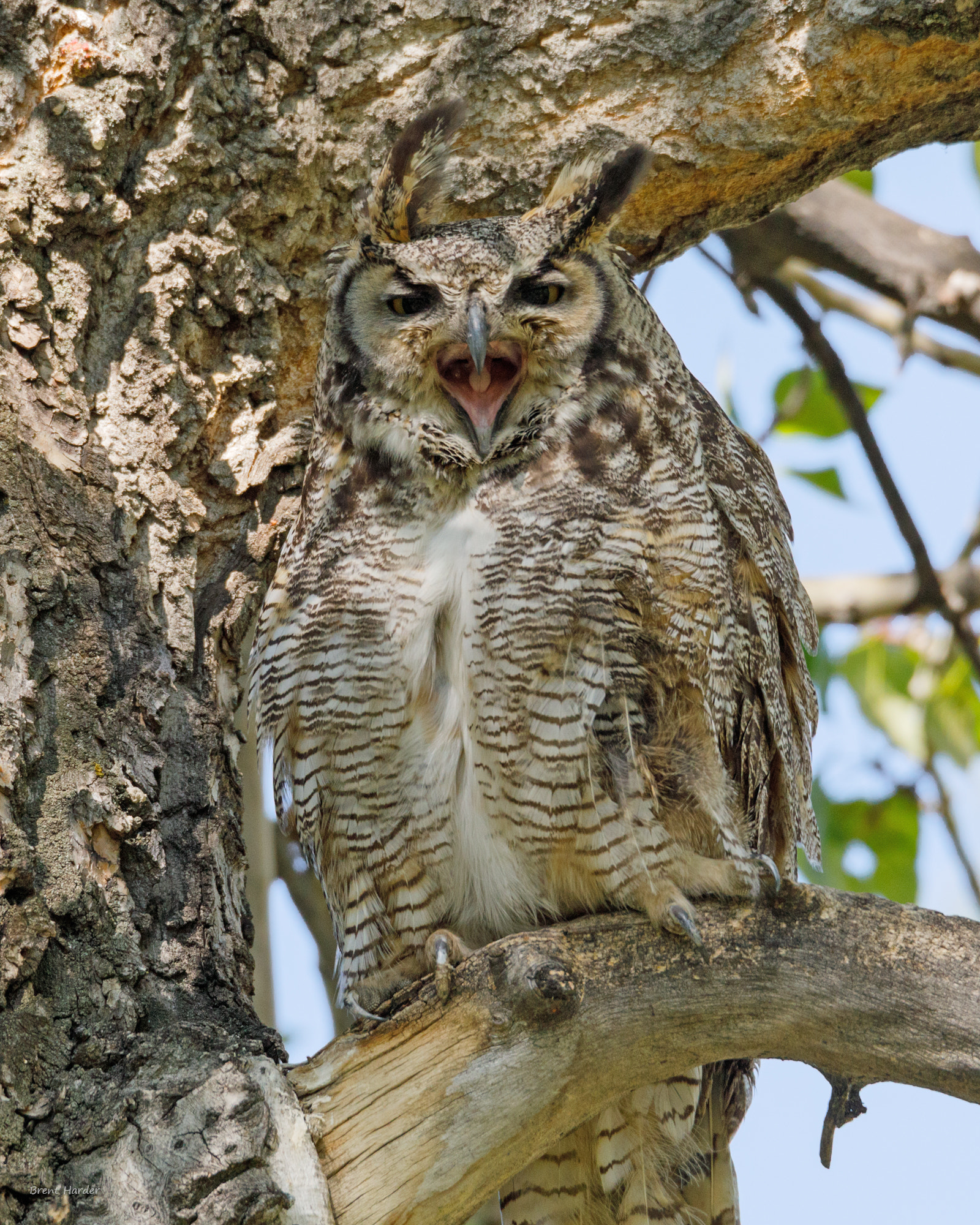 Canon EOS sample photo. Great horned owl photography