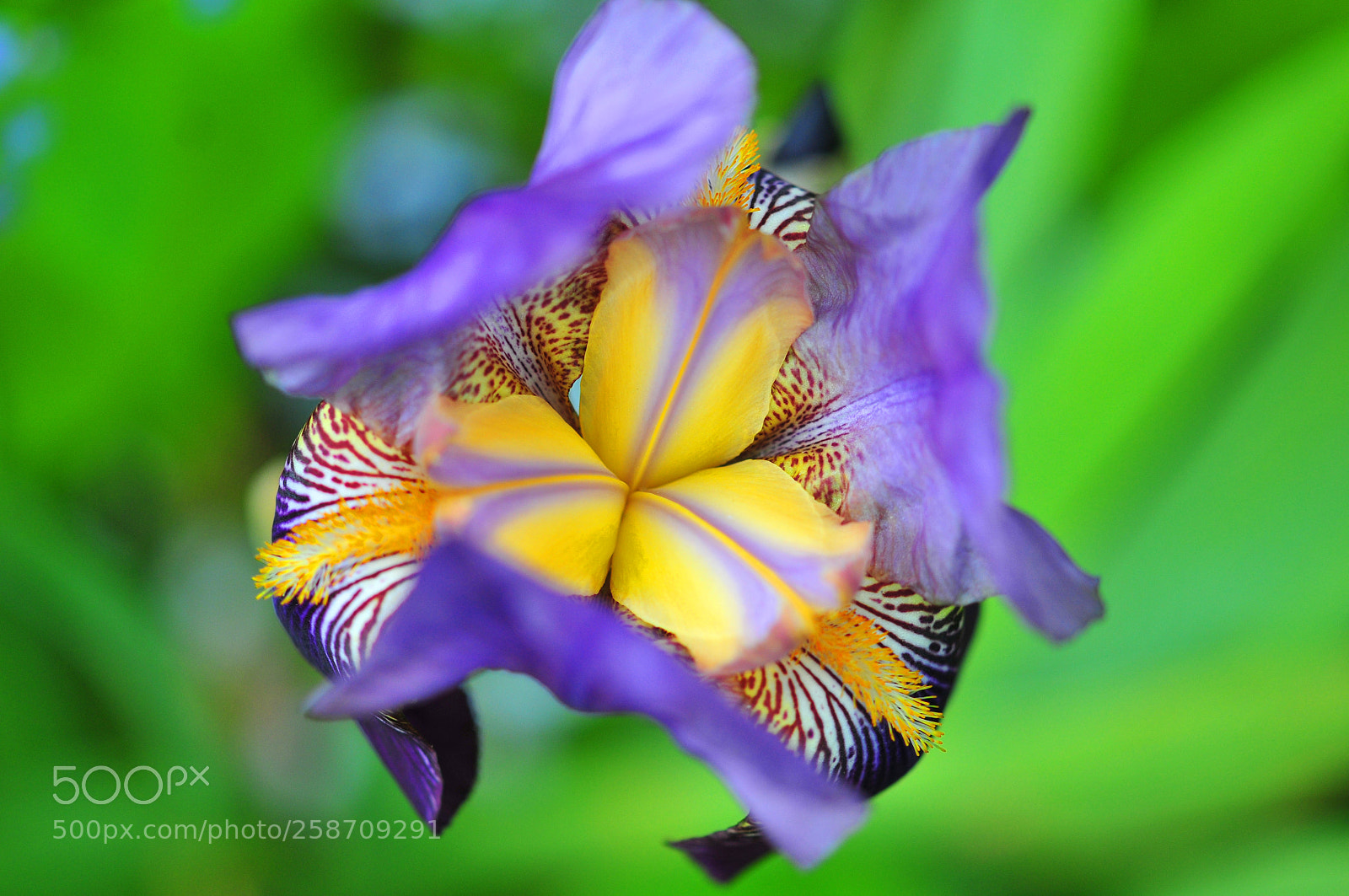 Nikon D300 sample photo. Purple orchid photography