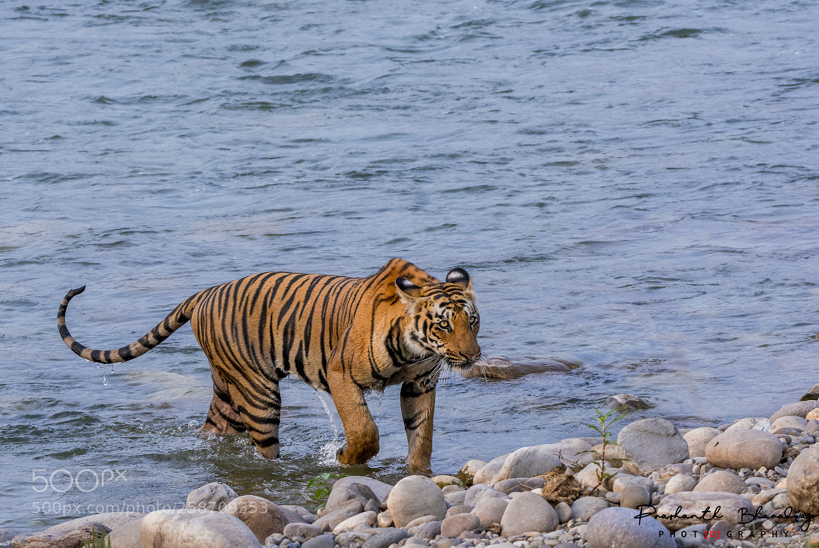Nikon D7100 sample photo. Tigress on the banks photography