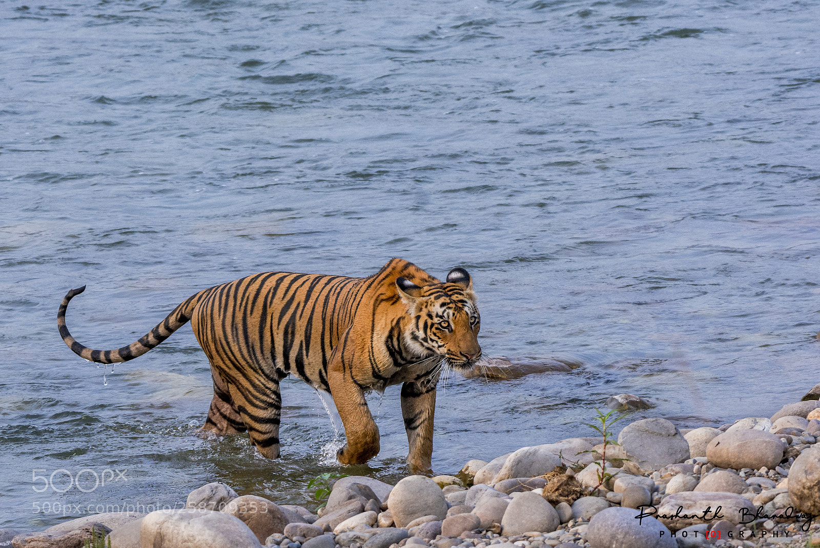 Nikon D7100 sample photo. Tigress on the banks photography