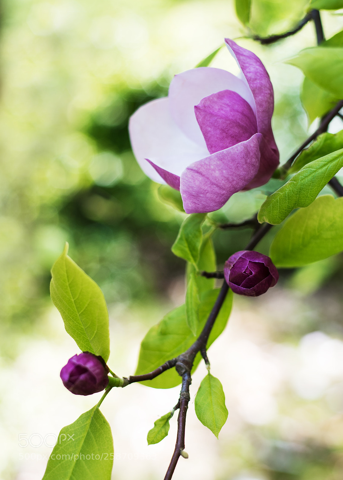 Nikon D750 sample photo. Spring magnolia flowers photography