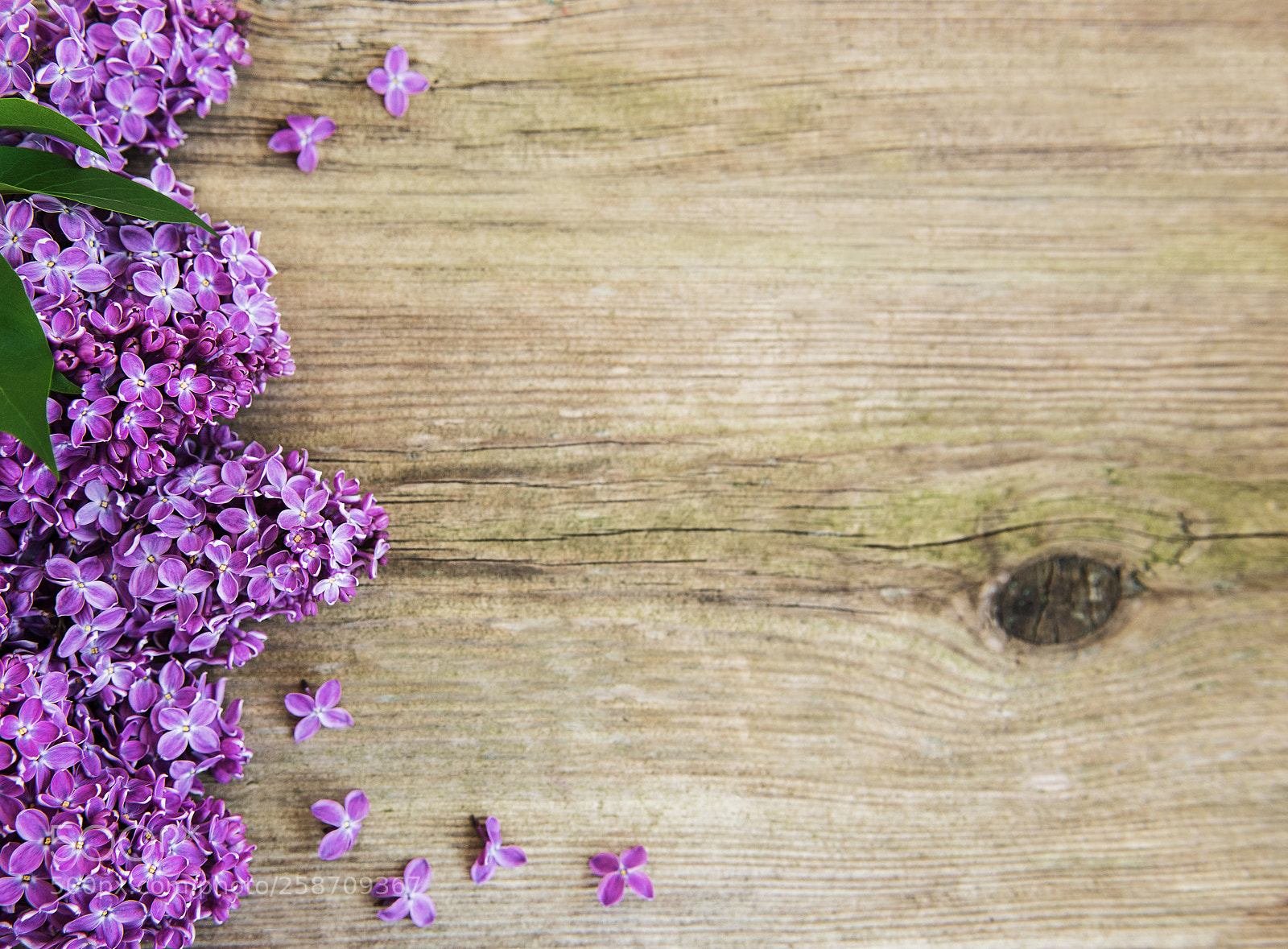 Nikon D750 sample photo. Lilac flowers on a photography