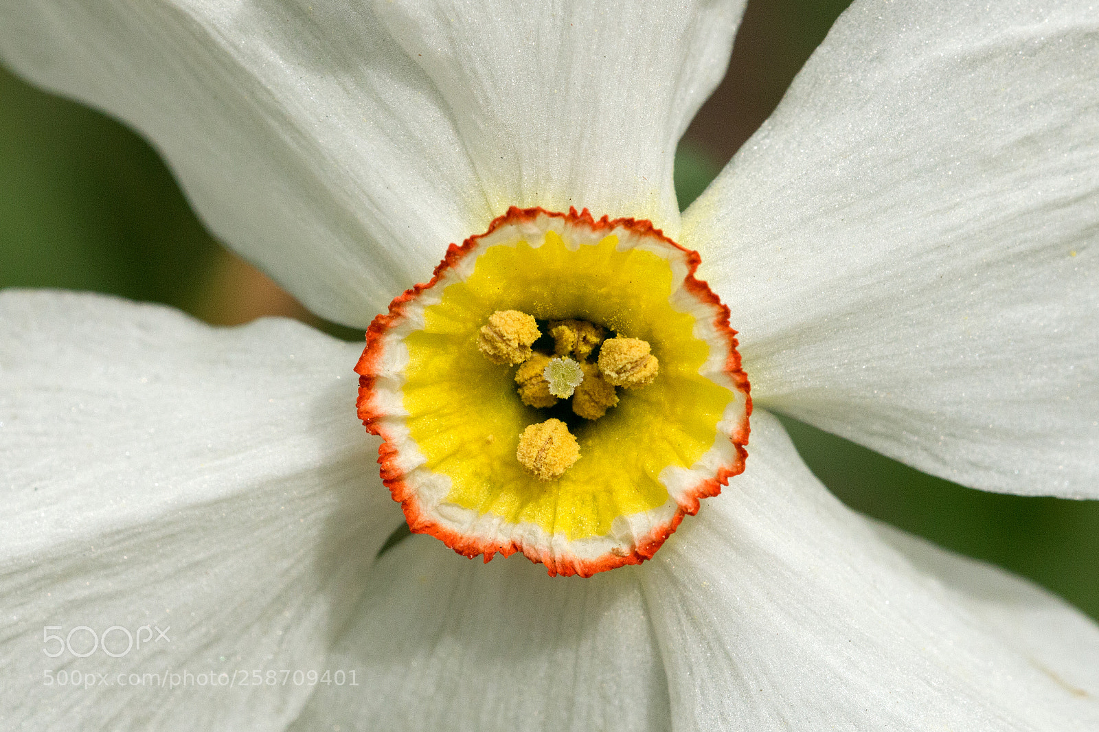 Canon EOS 700D (EOS Rebel T5i / EOS Kiss X7i) sample photo. Inside a tulip photography