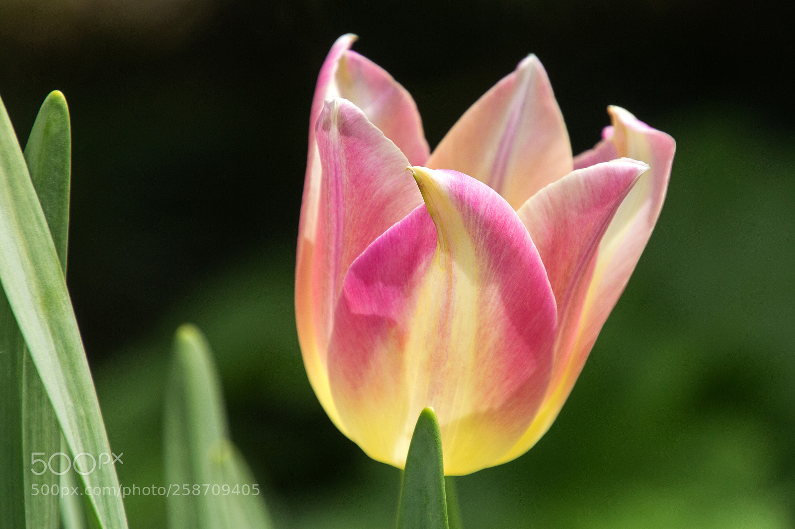 Canon EOS 700D (EOS Rebel T5i / EOS Kiss X7i) sample photo. Pink and yellow photography