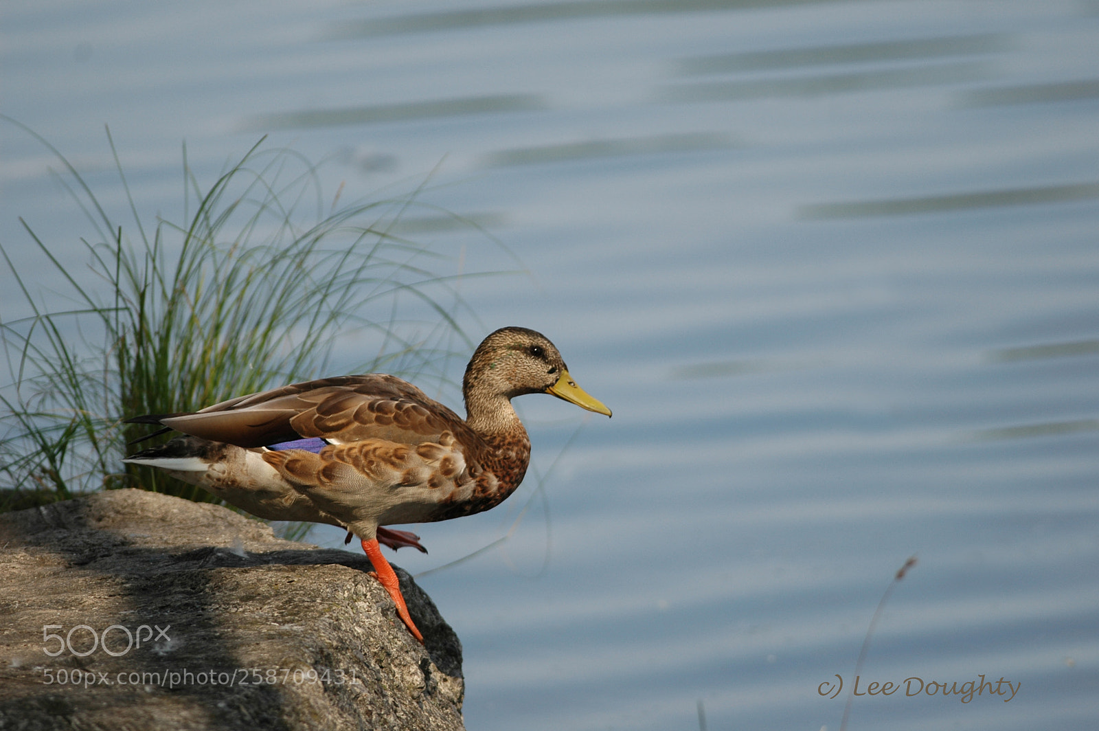 Nikon D70 sample photo. Mallard on the go!! photography