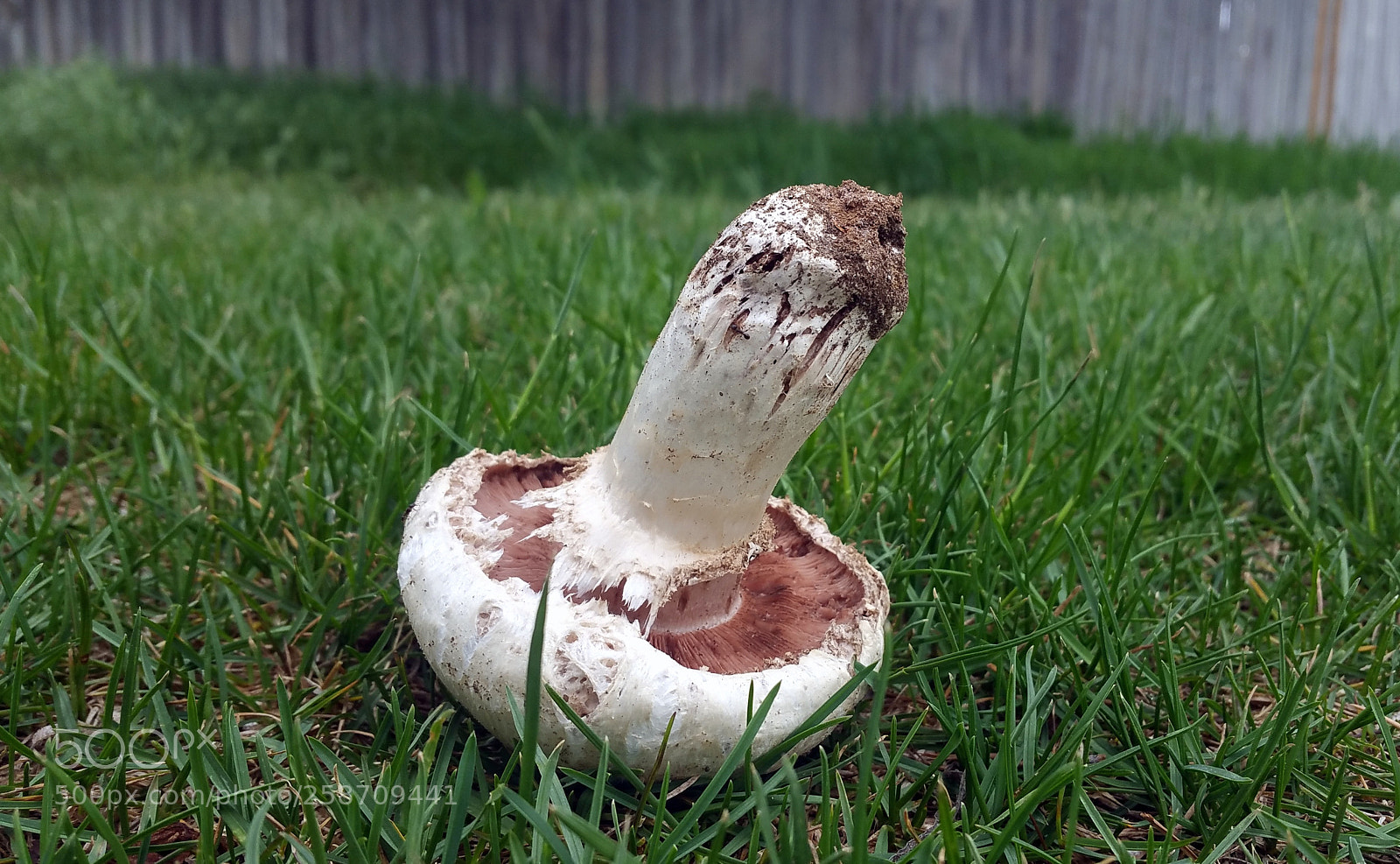 Samsung Galaxy Note4 sample photo. Mushroom headstand photography