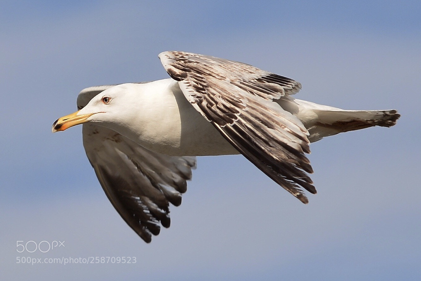 Nikon D610 sample photo. The beauty of seagull photography