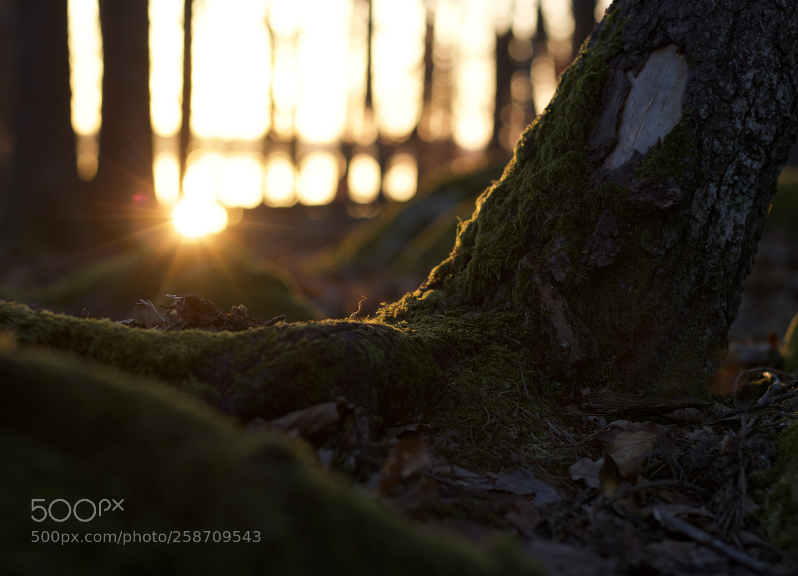 Canon EOS 750D (EOS Rebel T6i / EOS Kiss X8i) sample photo. Forest by dawn photography