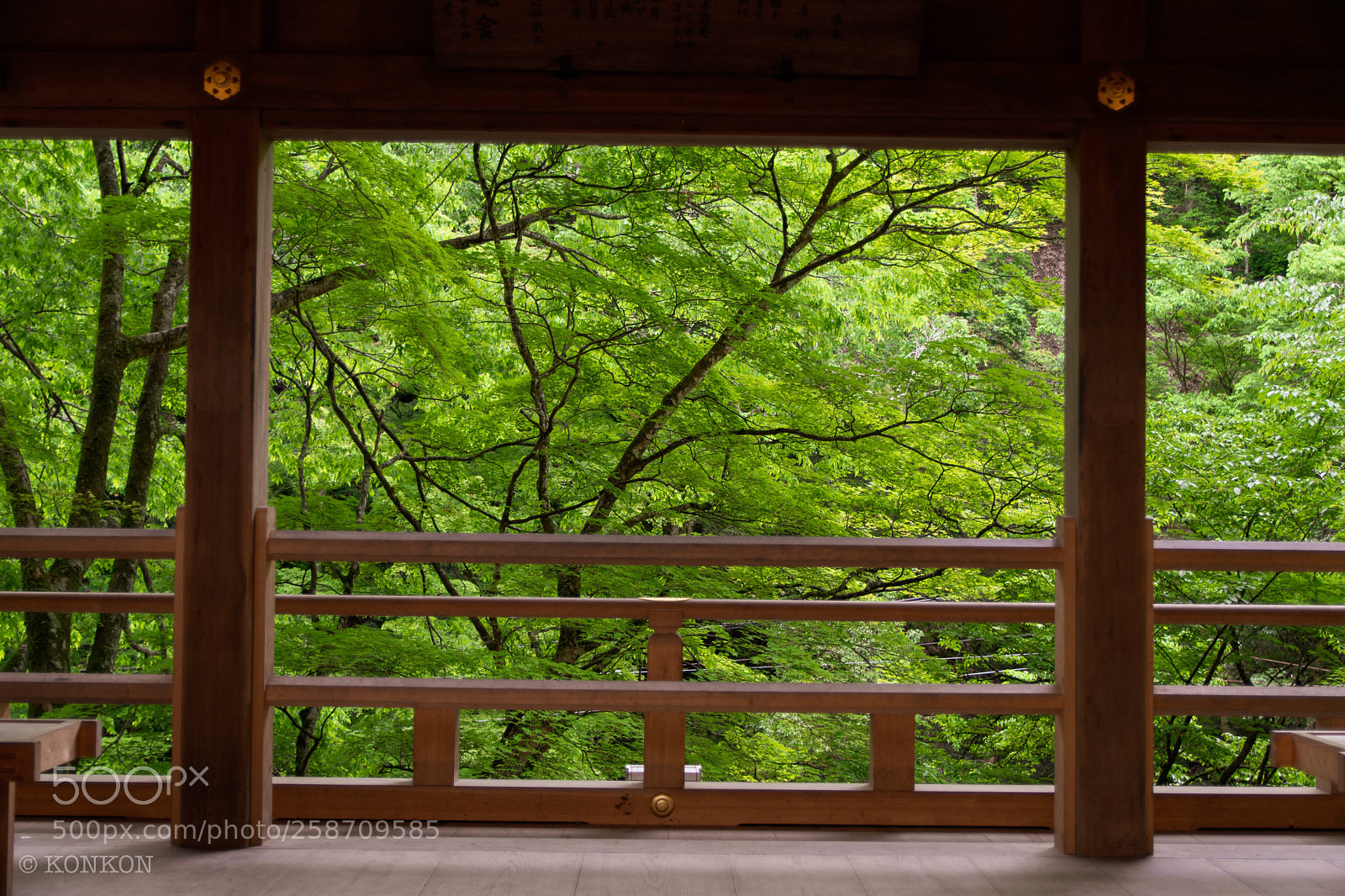 Nikon D7500 sample photo. 貴船神社 見晴台から青もみじ photography