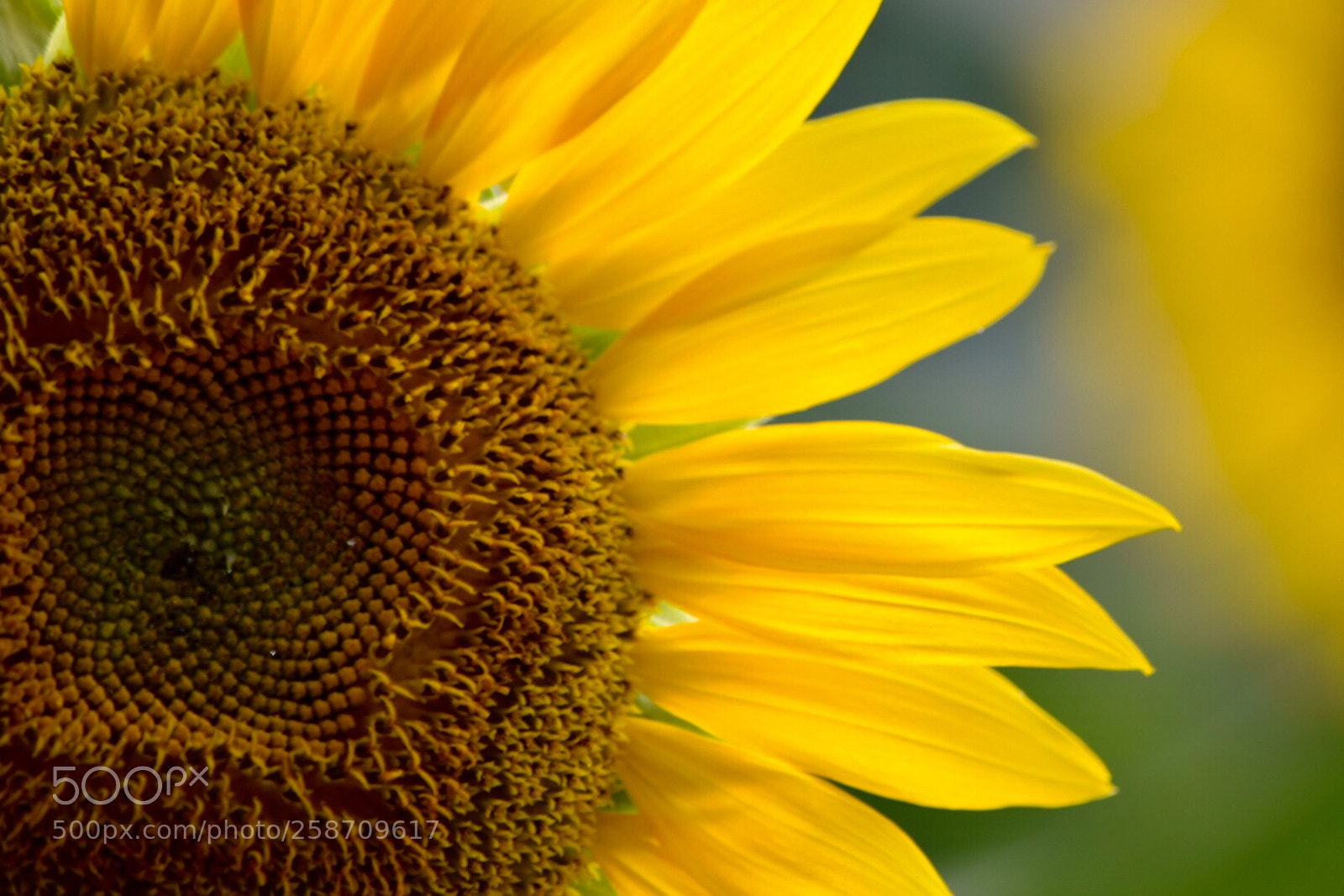 Nikon D5300 sample photo. Sunflower photography