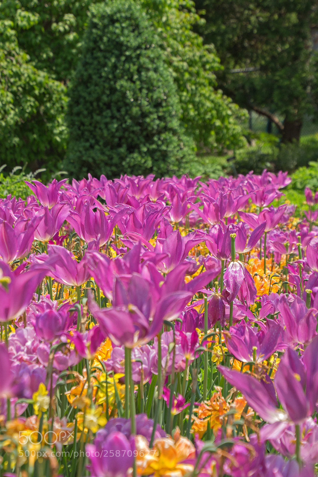 Canon EOS 700D (EOS Rebel T5i / EOS Kiss X7i) sample photo. Field of tulips photography