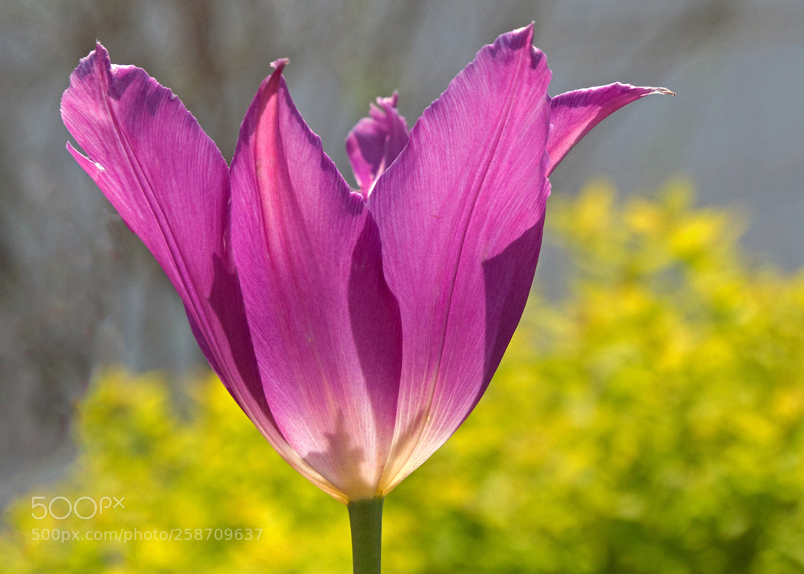 Canon EOS 700D (EOS Rebel T5i / EOS Kiss X7i) sample photo. Backlit photography