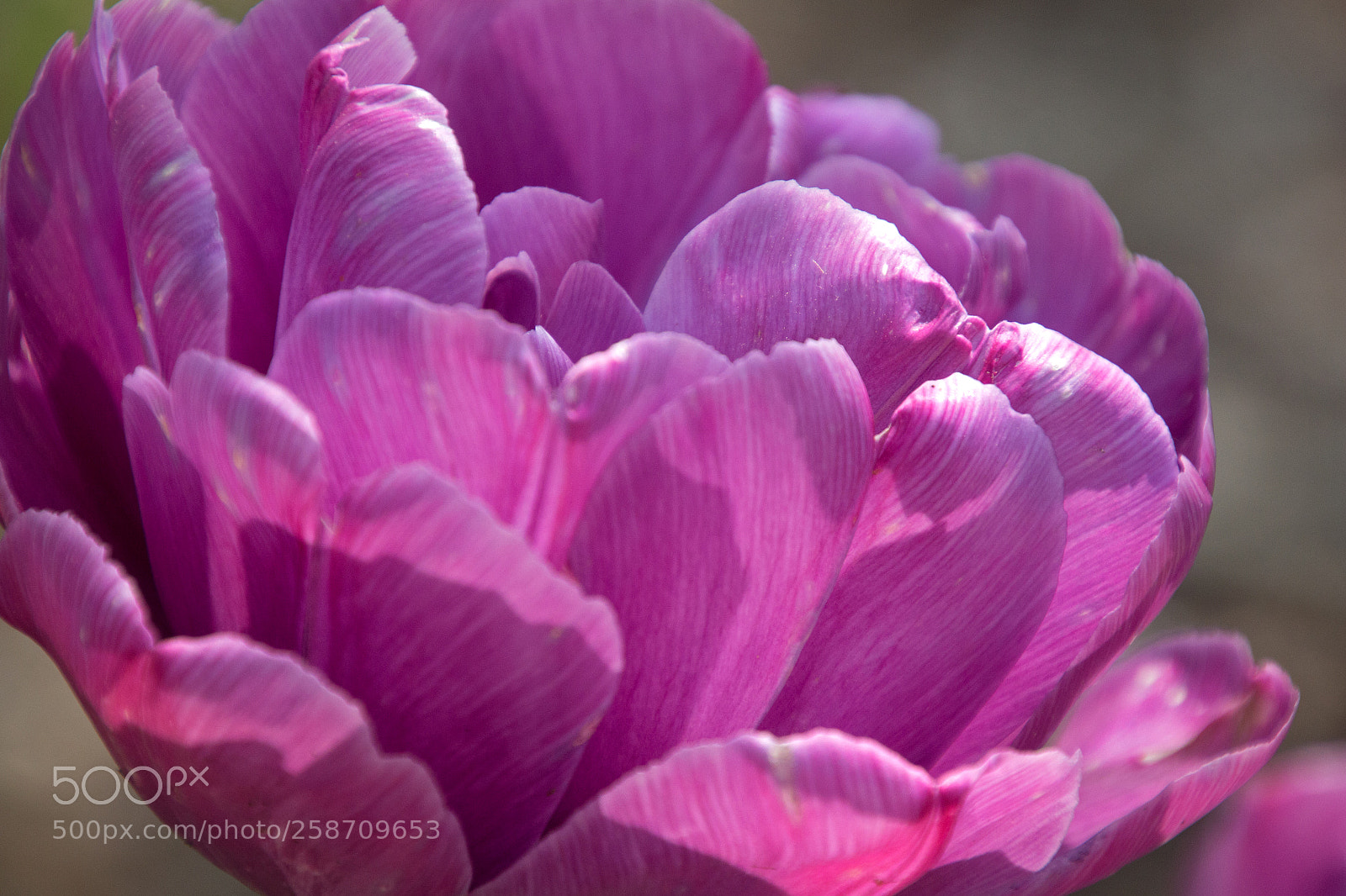 Canon EOS 700D (EOS Rebel T5i / EOS Kiss X7i) sample photo. Pink tulip up close photography