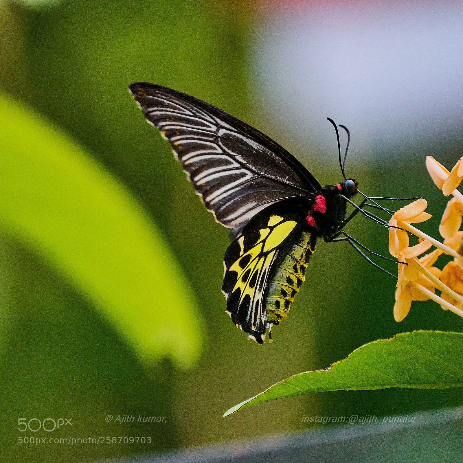 Sony a7R II sample photo. Butterfly on the flower photography