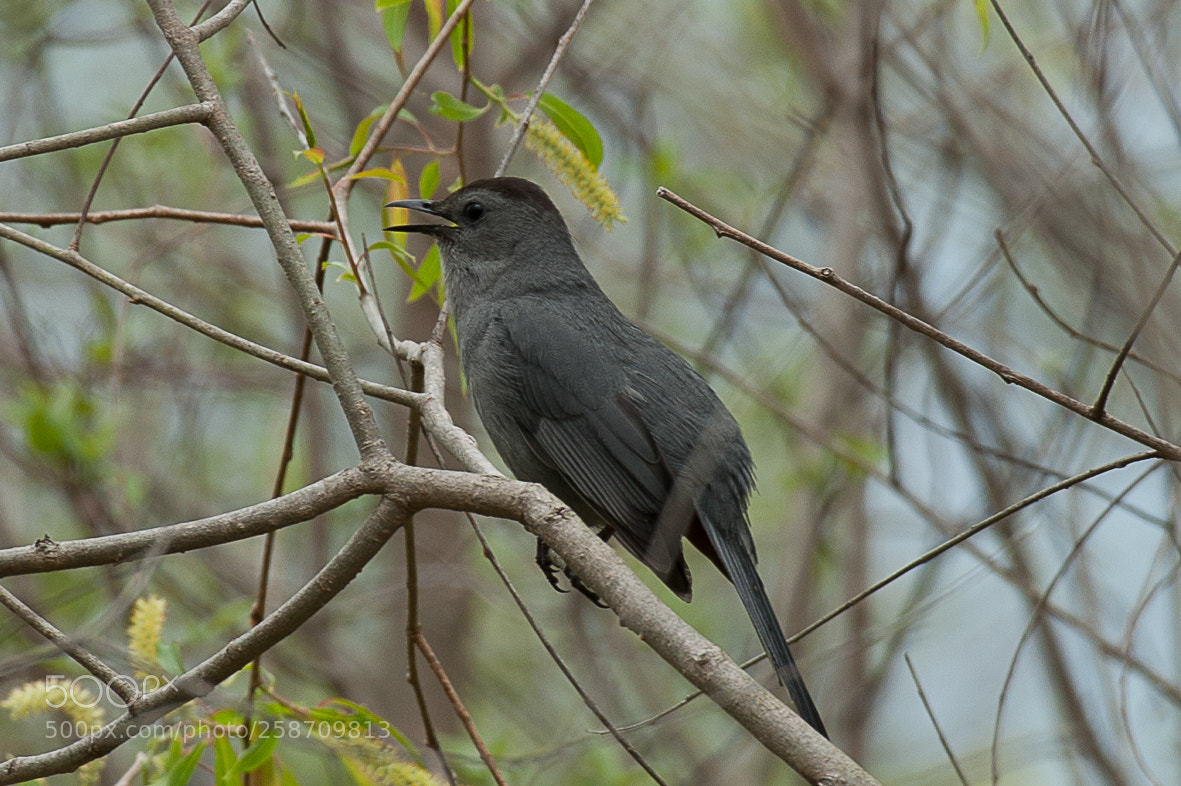 Nikon D700 sample photo. Catbird photography