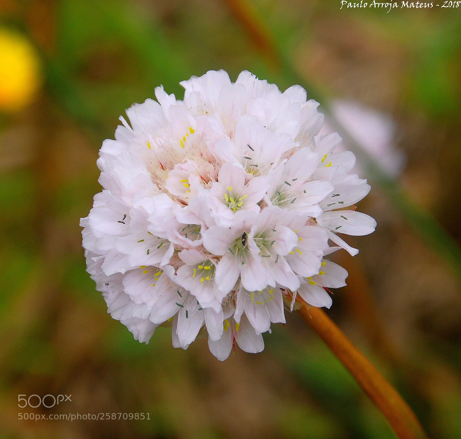 Nikon D80 sample photo. Wild flower photography