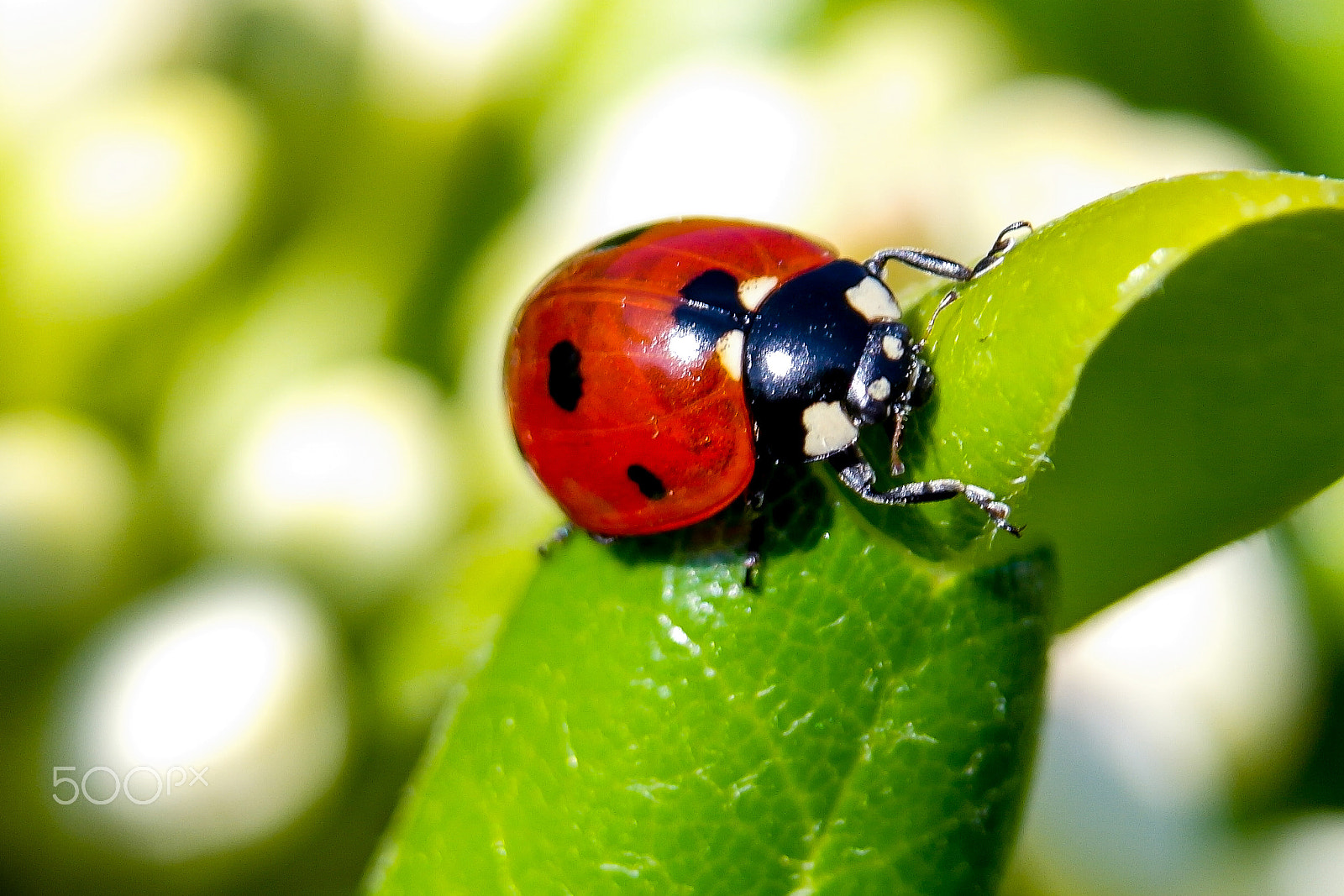 Samsung NX1100 sample photo. Ladybug photography