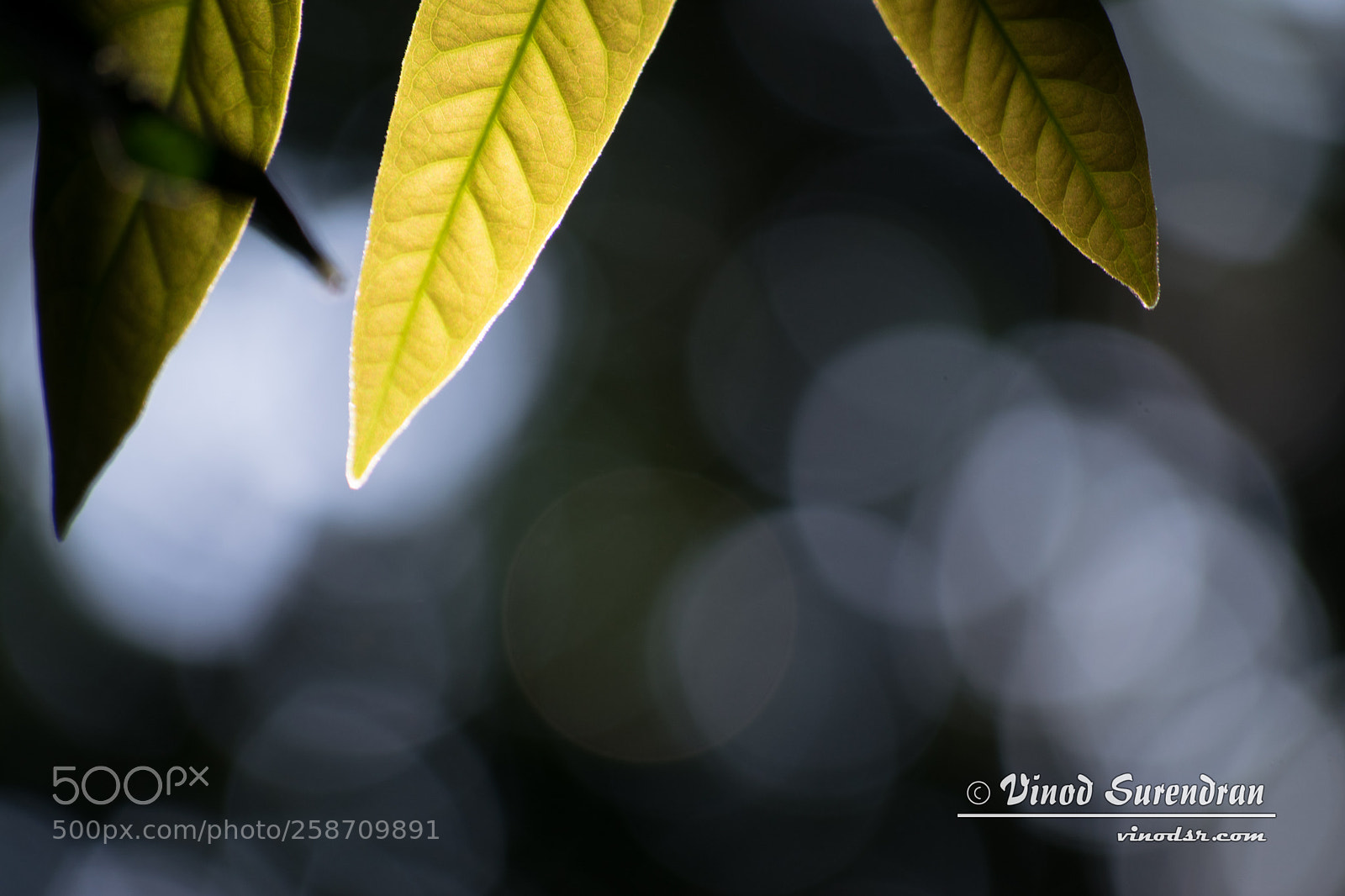 Nikon D5300 sample photo. Shade of life photography