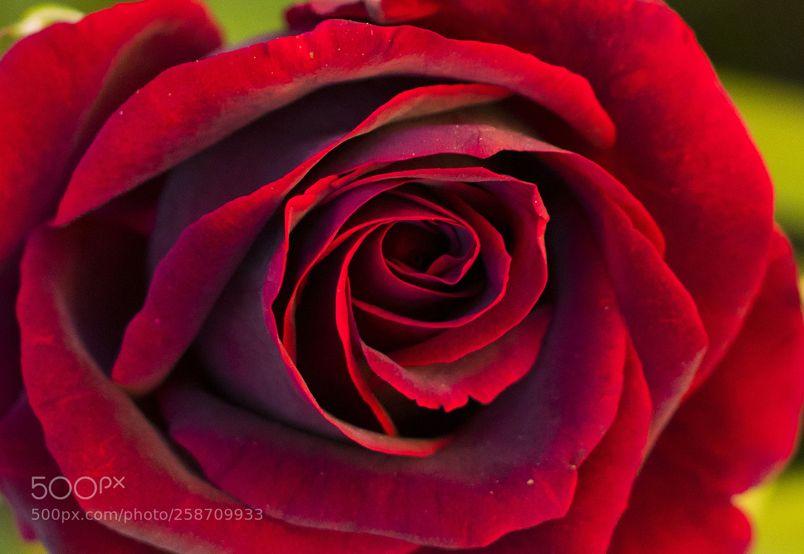 Canon EOS 77D (EOS 9000D / EOS 770D) sample photo. Black prince photography