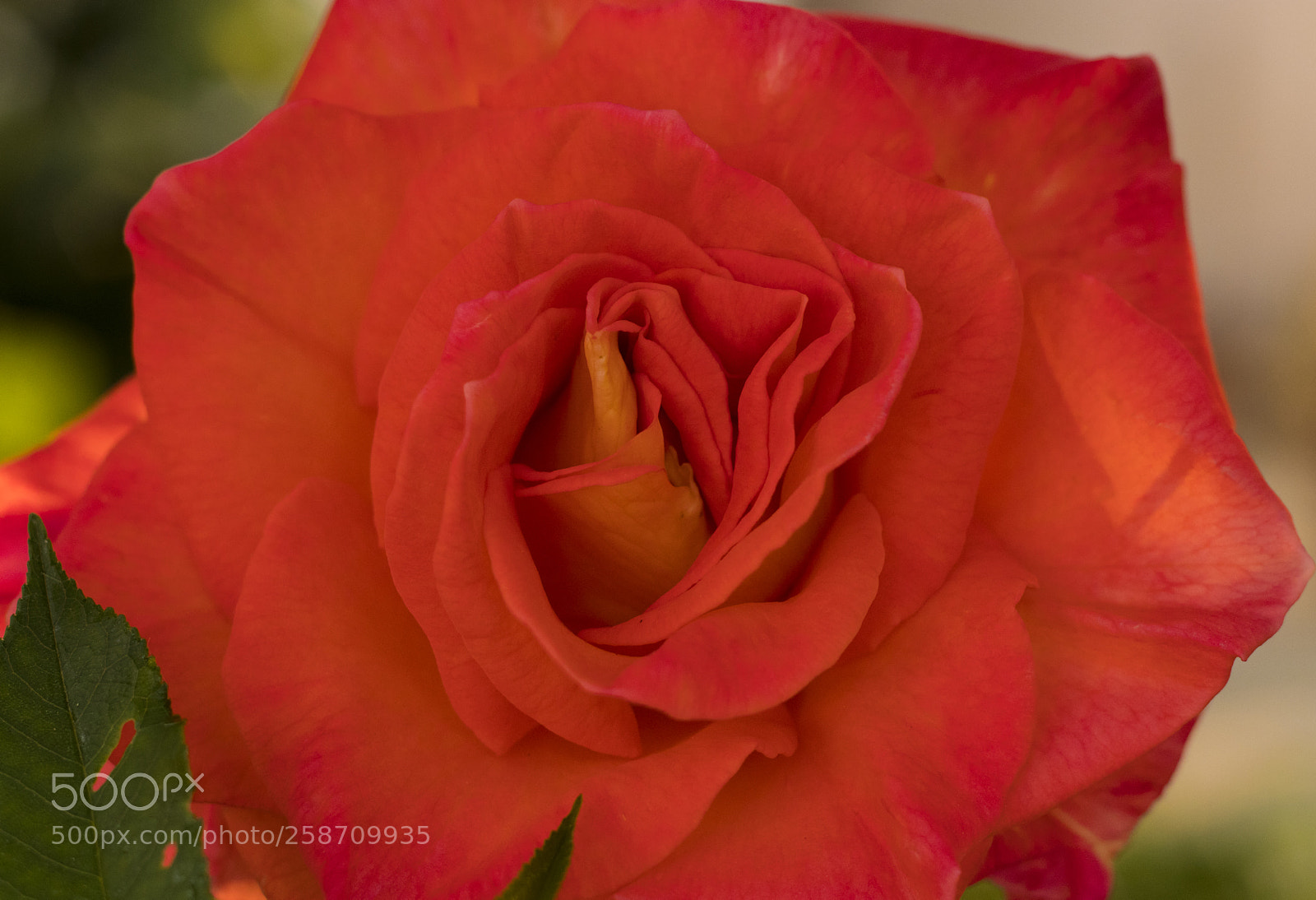 Canon EOS 77D (EOS 9000D / EOS 770D) sample photo. Rose photography