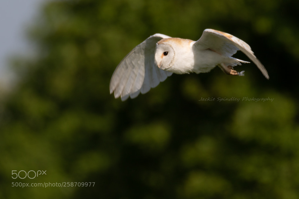Canon EOS 7D Mark II sample photo. Barn owl hunting photography