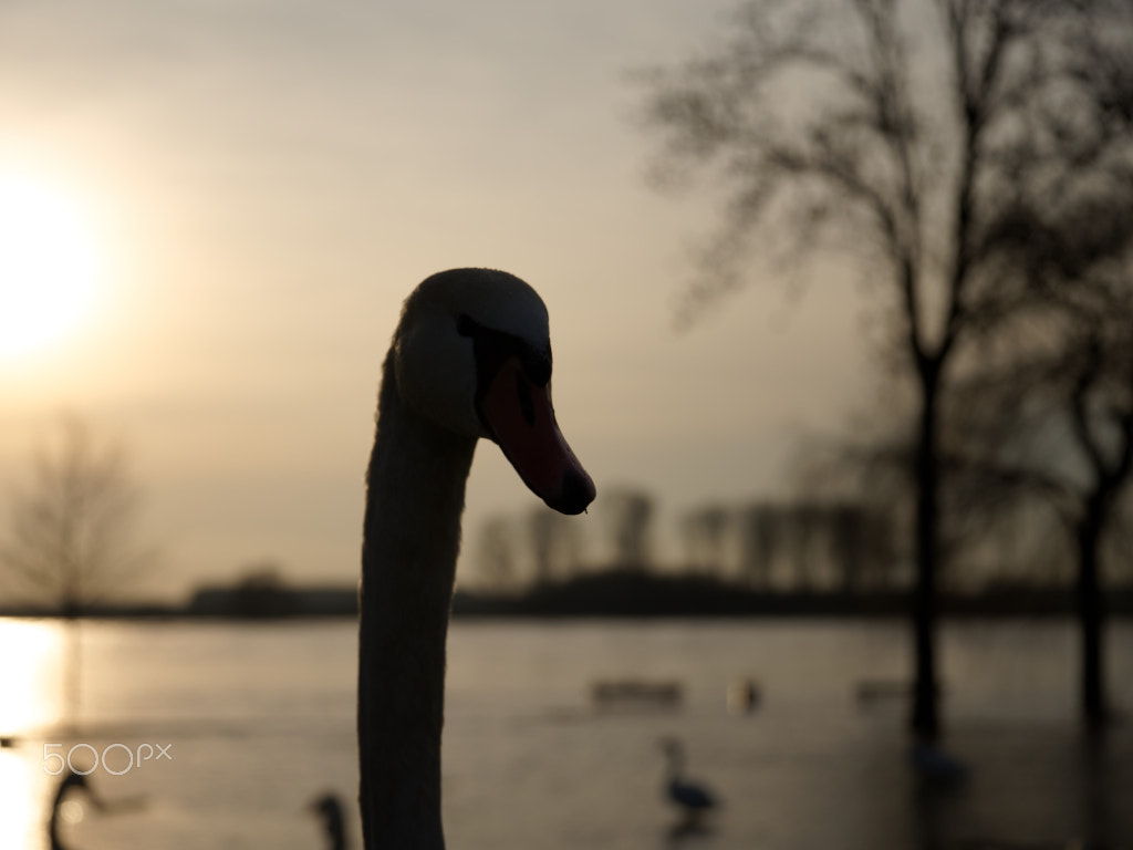 Pentax K-1 sample photo. Black swan photography