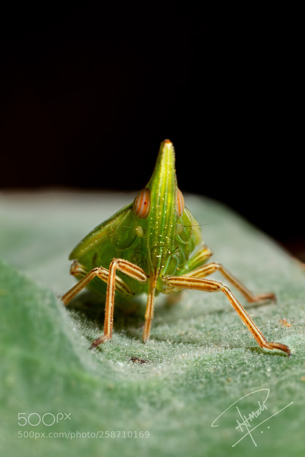 Canon EOS 7D Mark II sample photo. Planthopper photography