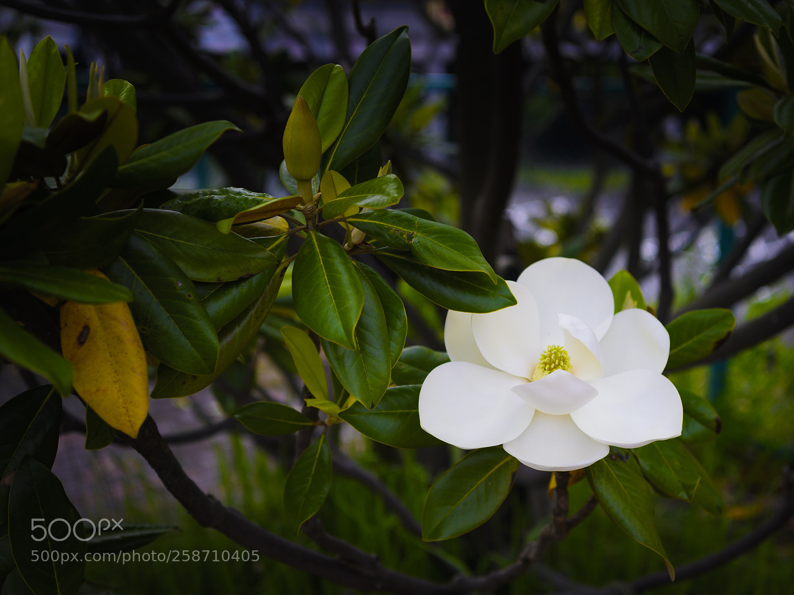 Nikon D5 sample photo. Large-flowering magnolia photography