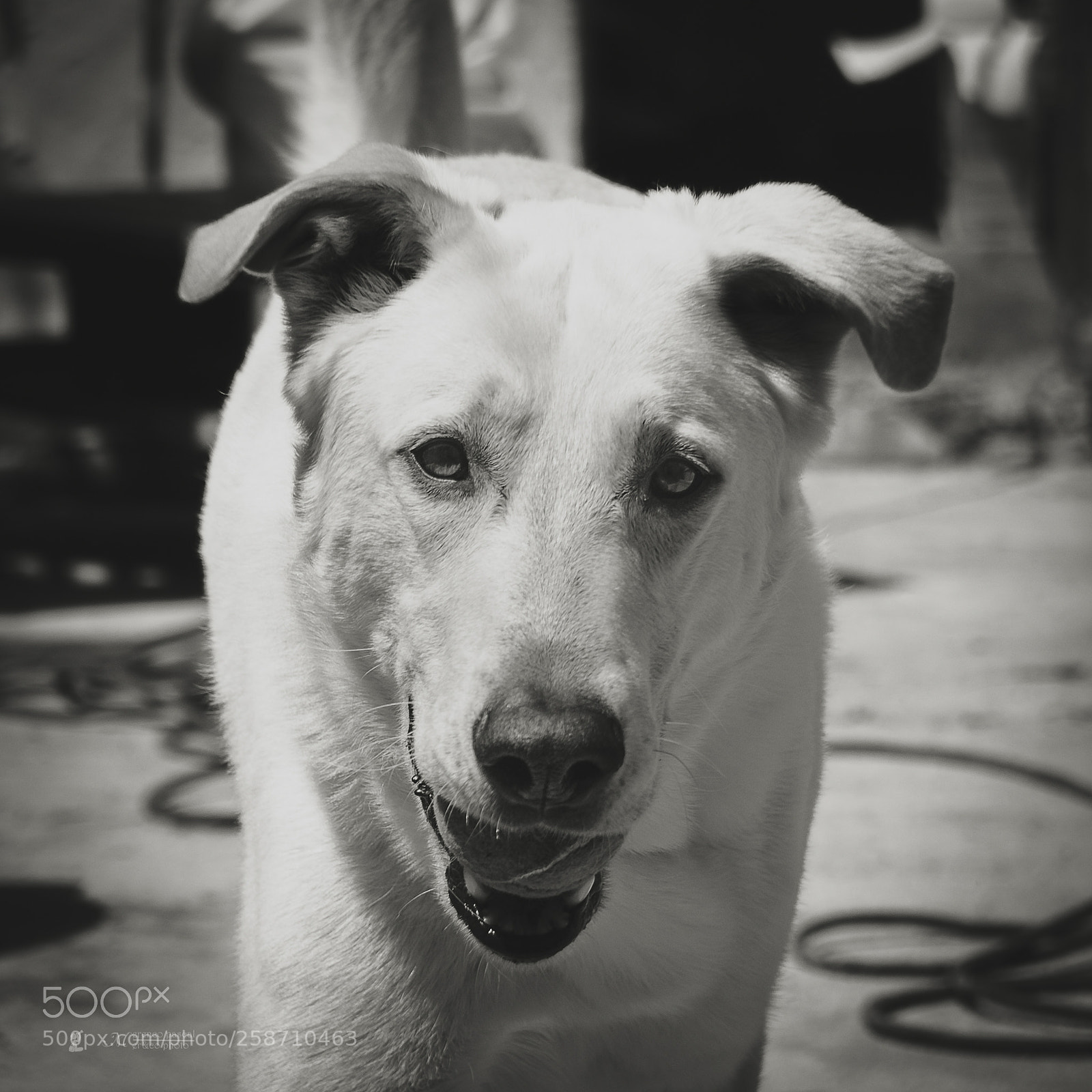Nikon D7000 sample photo. Berger blanc suisse photography