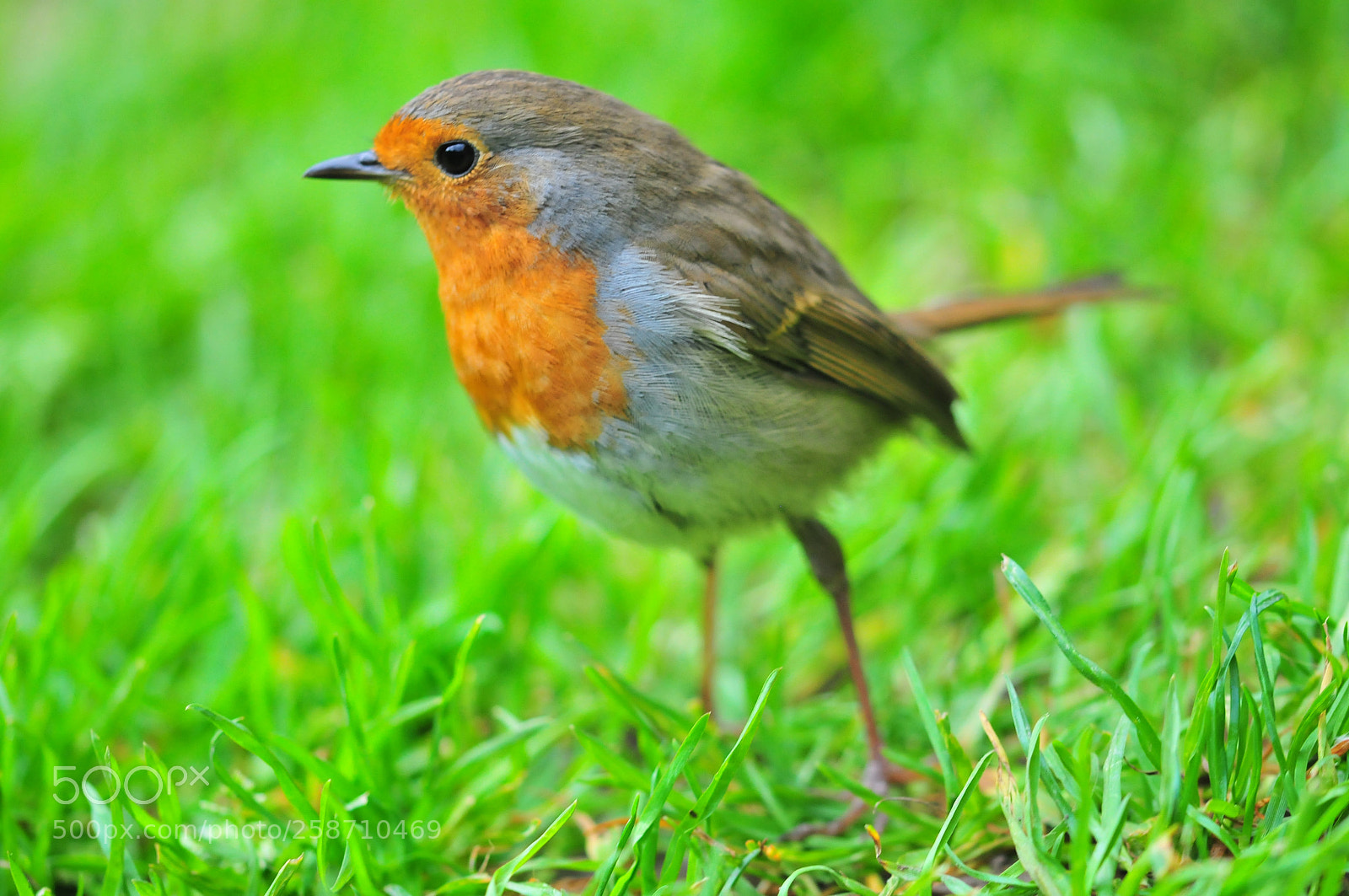 Nikon D300 sample photo. Robin redbreast photography