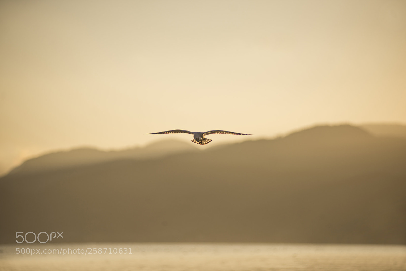 Nikon D600 sample photo. Bird on the horizon photography