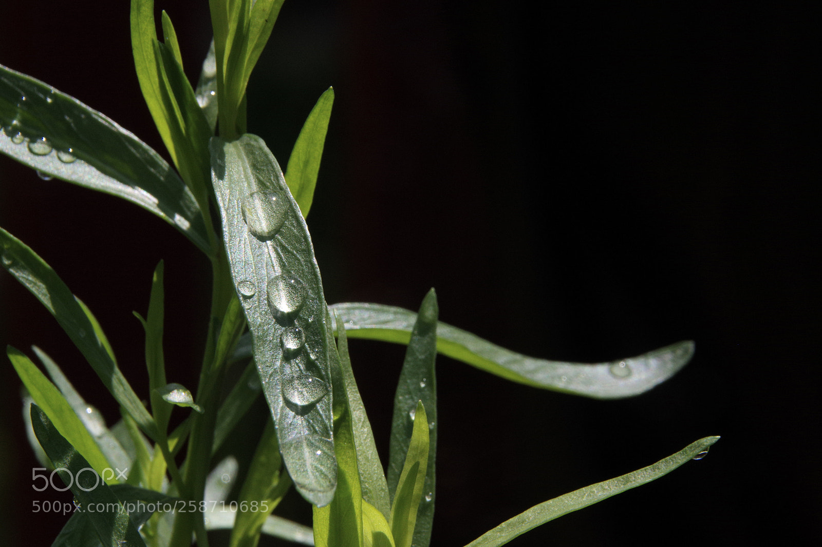 Pentax K-3 sample photo. Simply tarragon photography