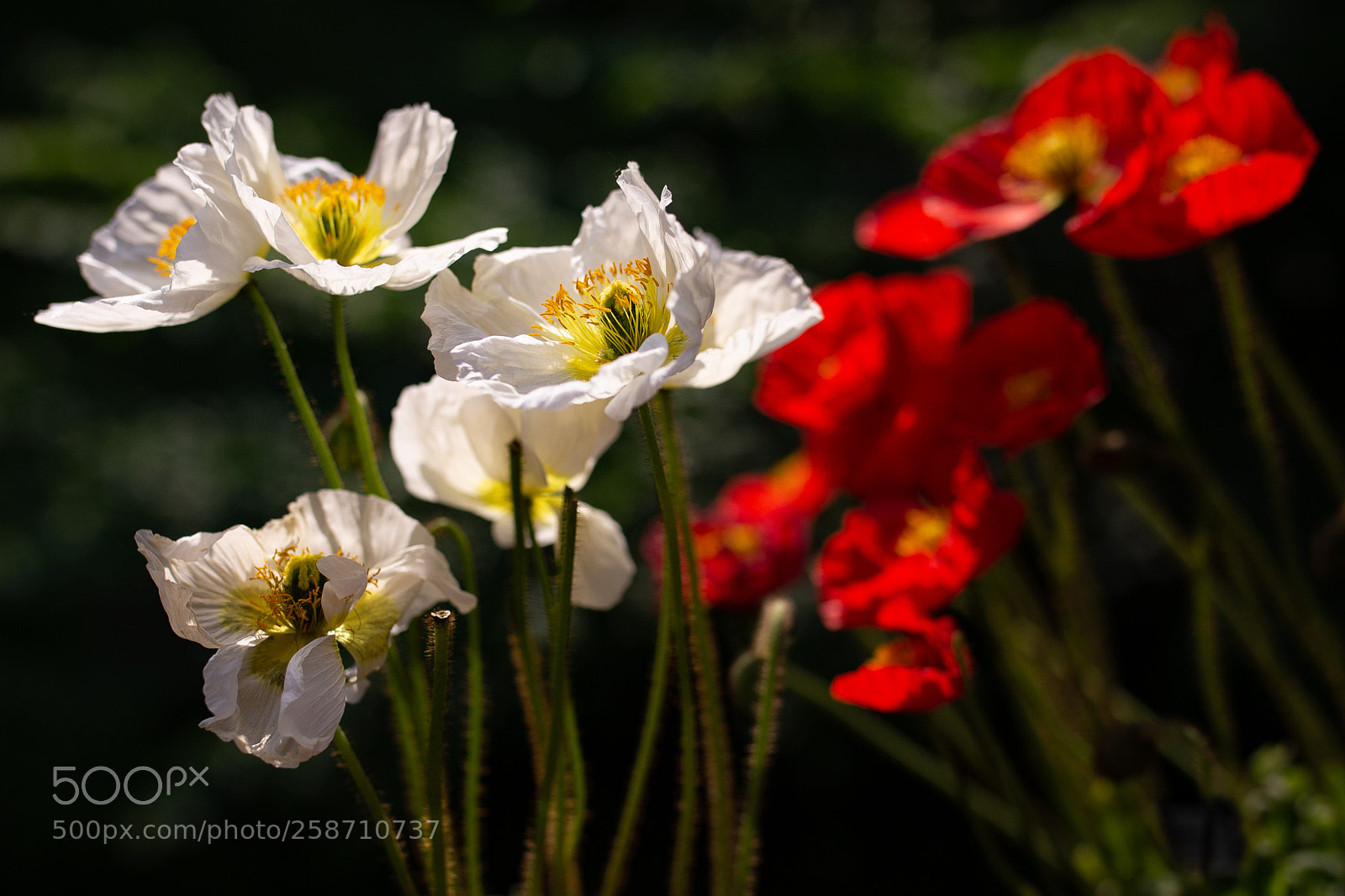 Canon EOS 6D sample photo. Poppies photography