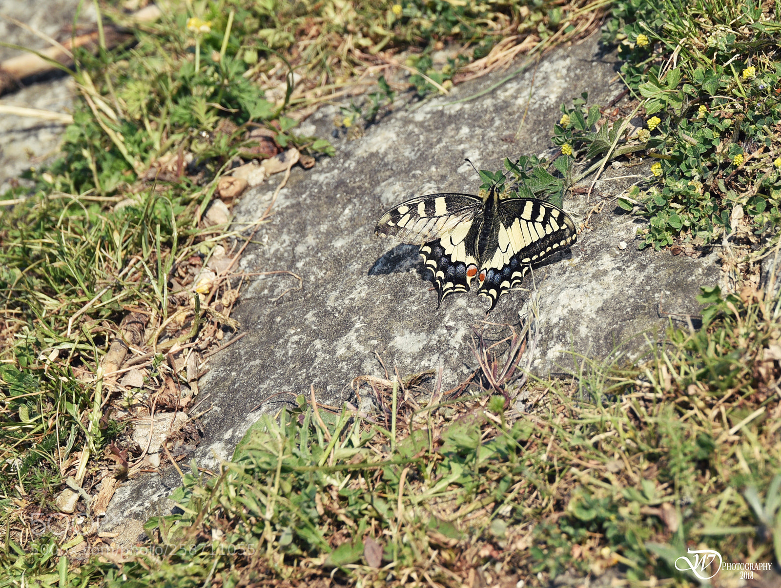 Nikon D750 sample photo. Common yellow swallowtail photography