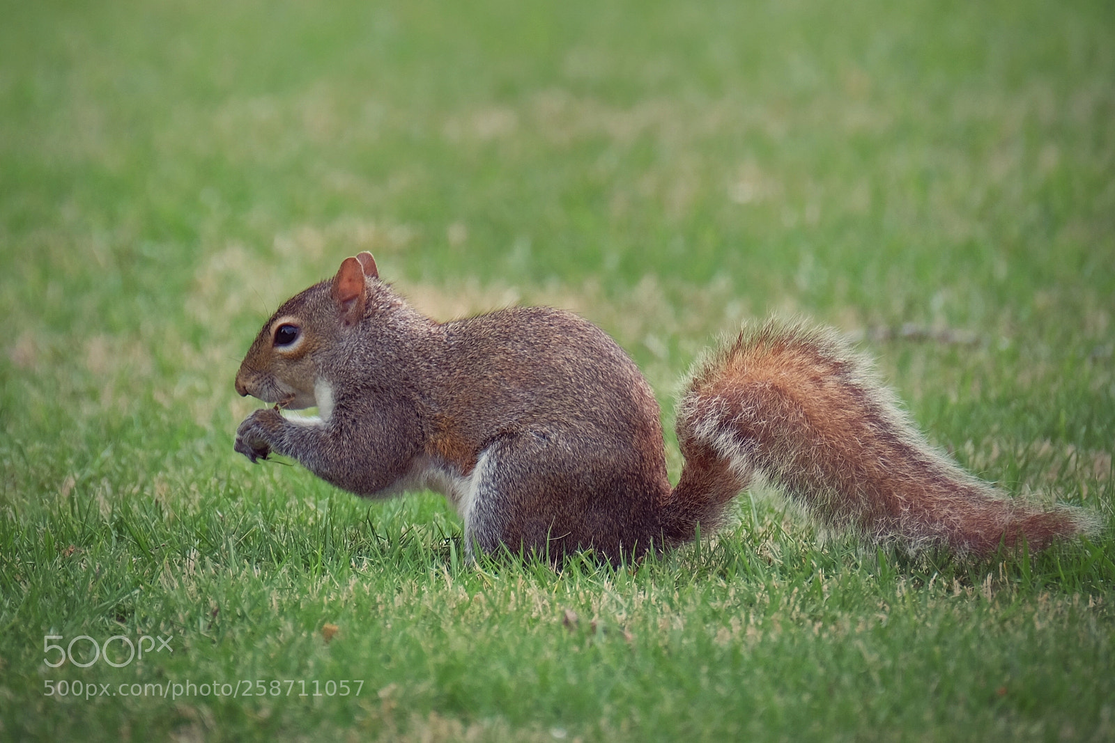 Fujifilm X-T1 sample photo. Squirrel in peachtree ga photography