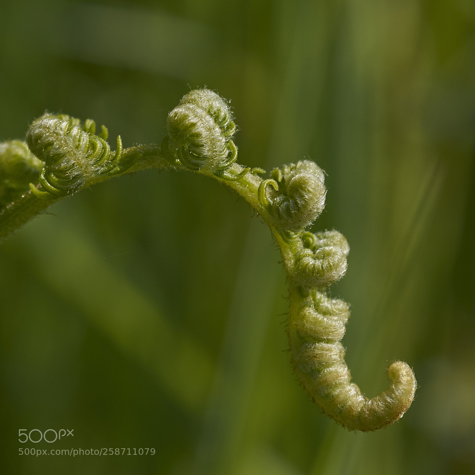 Nikon D7200 sample photo. Unfurling photography