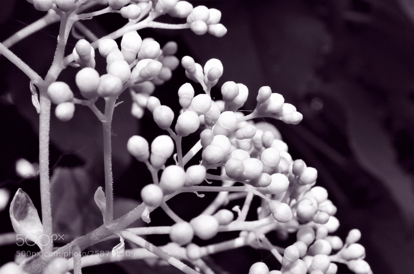 Canon EOS 1000D (EOS Digital Rebel XS / EOS Kiss F) sample photo. Flower buds monochrome photography