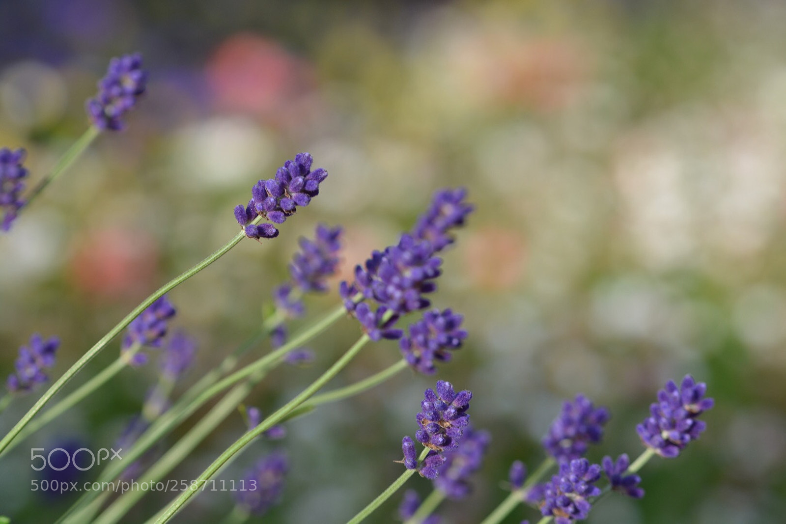 Nikon D7100 sample photo. Early summer photography