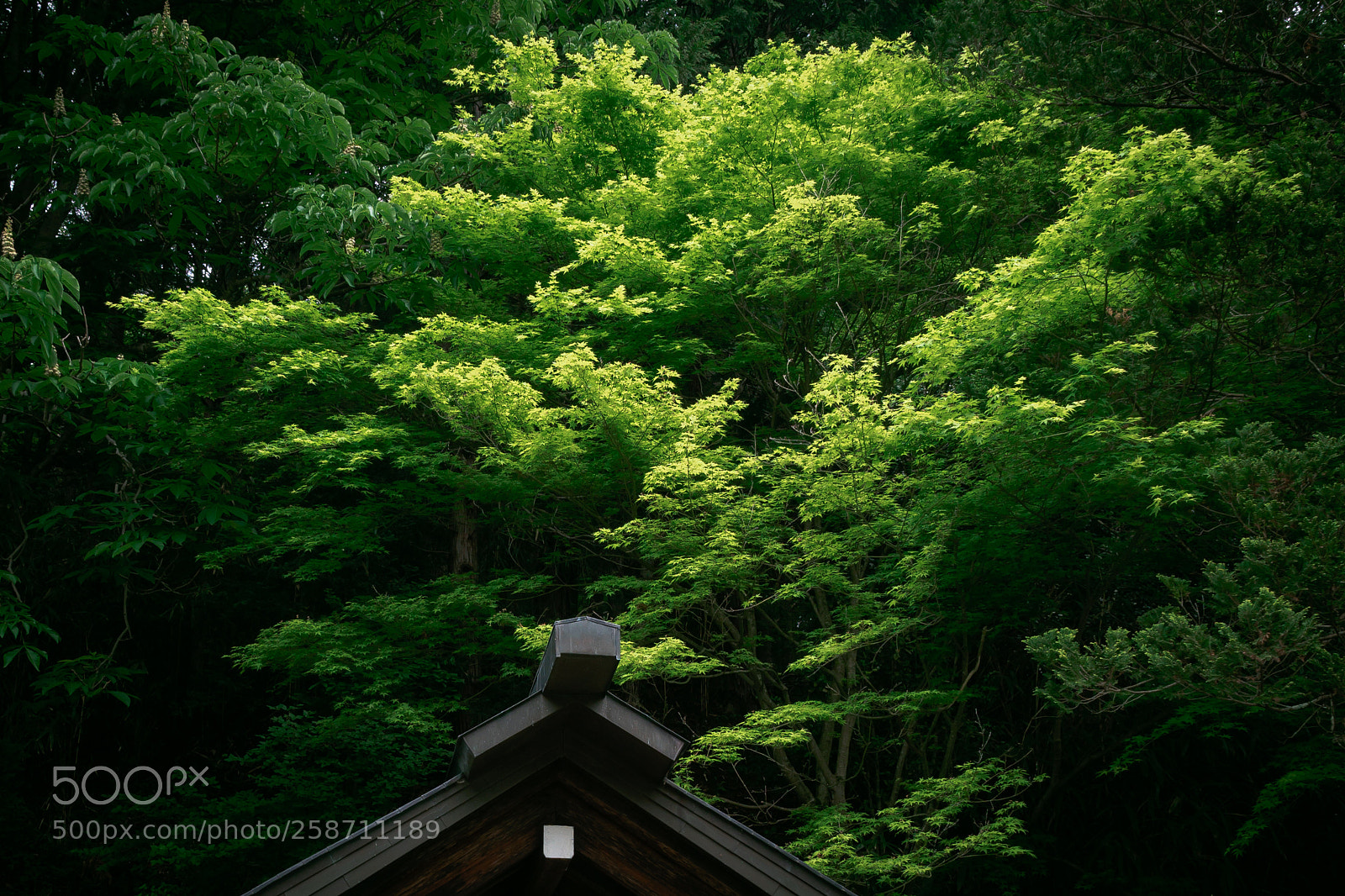 Olympus OM-D E-M10 II sample photo. Early summar shrine photography