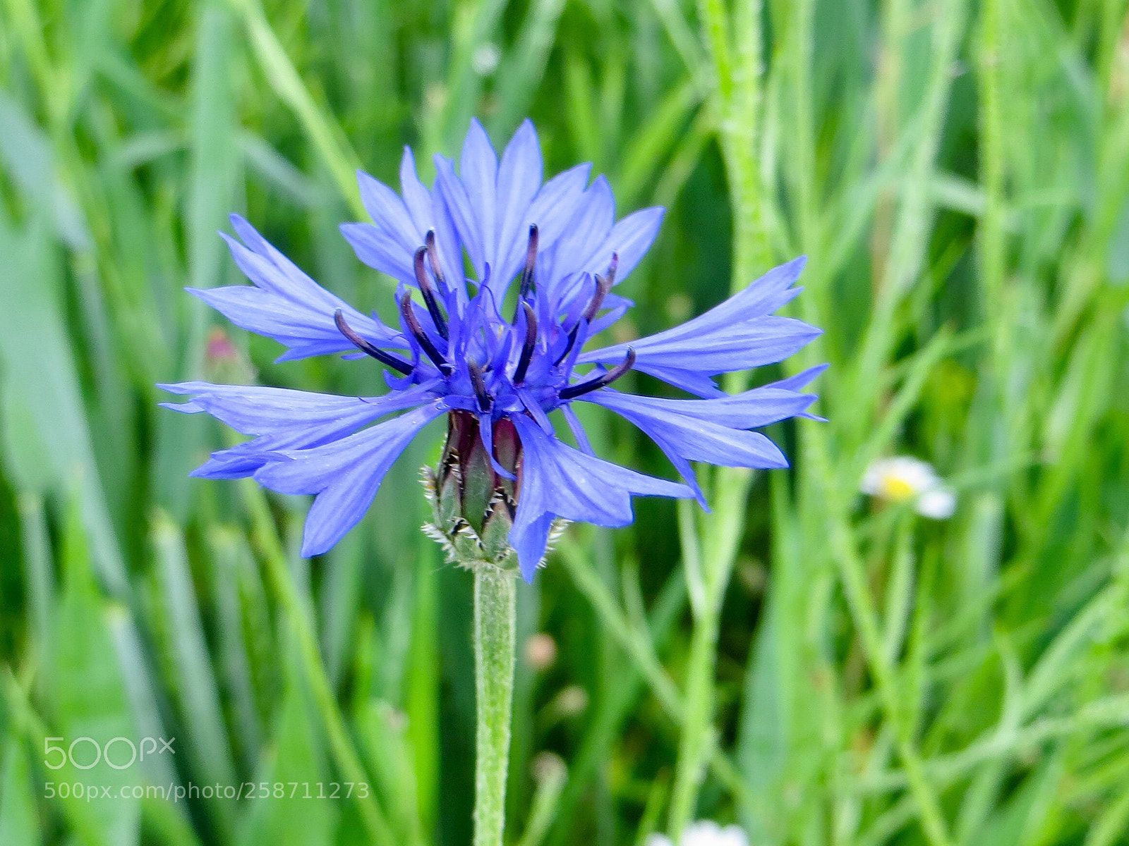 Canon PowerShot SX260 HS sample photo. Flower in blue photography
