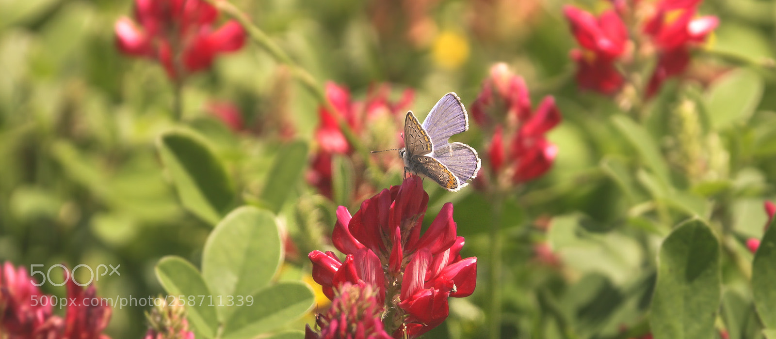 Canon EOS 1100D (EOS Rebel T3 / EOS Kiss X50) sample photo. Butterfly photography