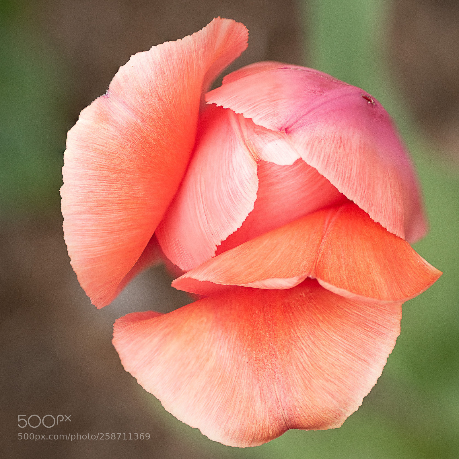 Sony ILCA-77M2 sample photo. Spring tulip photography