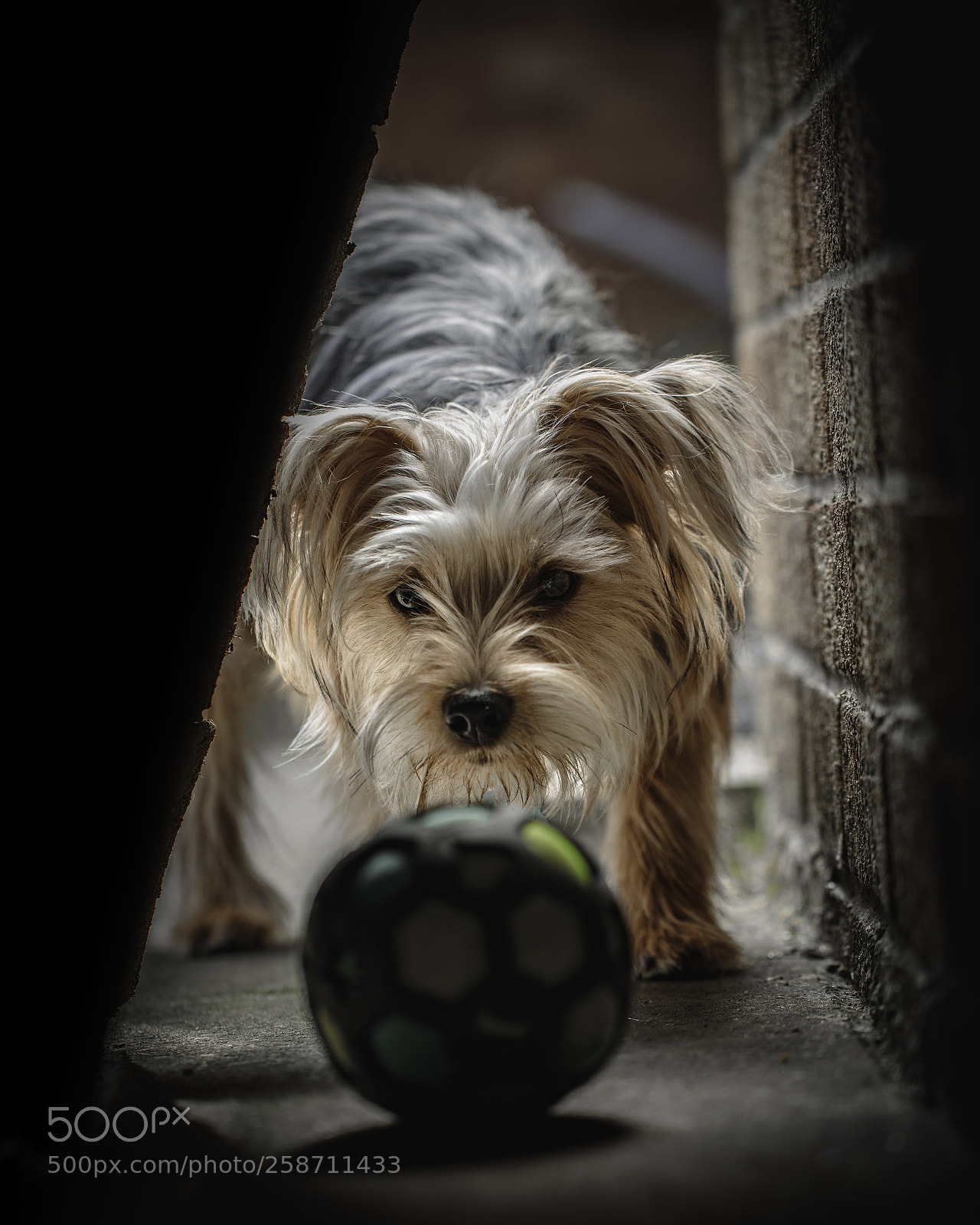Canon EOS 5D Mark IV sample photo. A place to hide photography