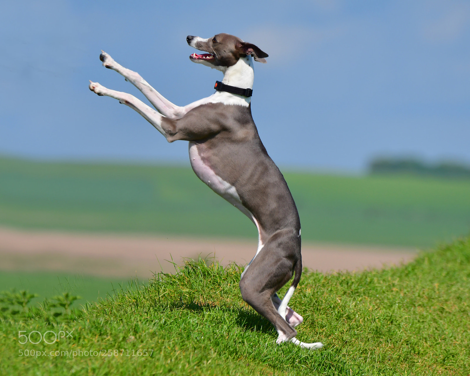 Nikon D500 sample photo. Rampant whippet photography