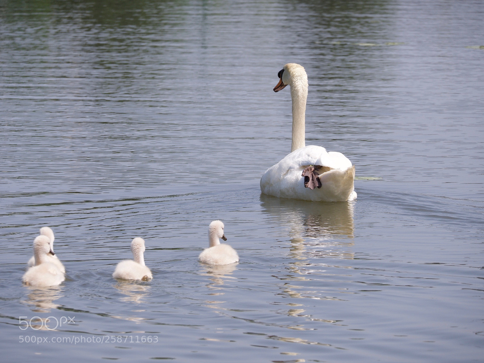 Panasonic Lumix DC-GH5 sample photo. Cygne photography