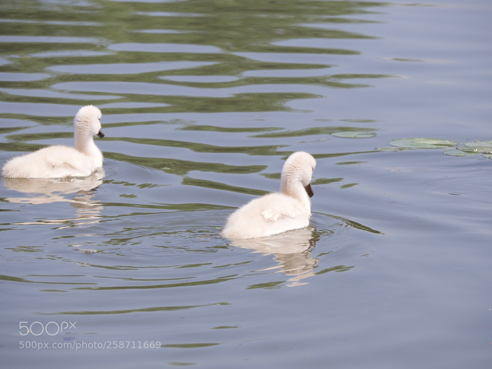 Panasonic Lumix DC-GH5 sample photo. Cygne photography