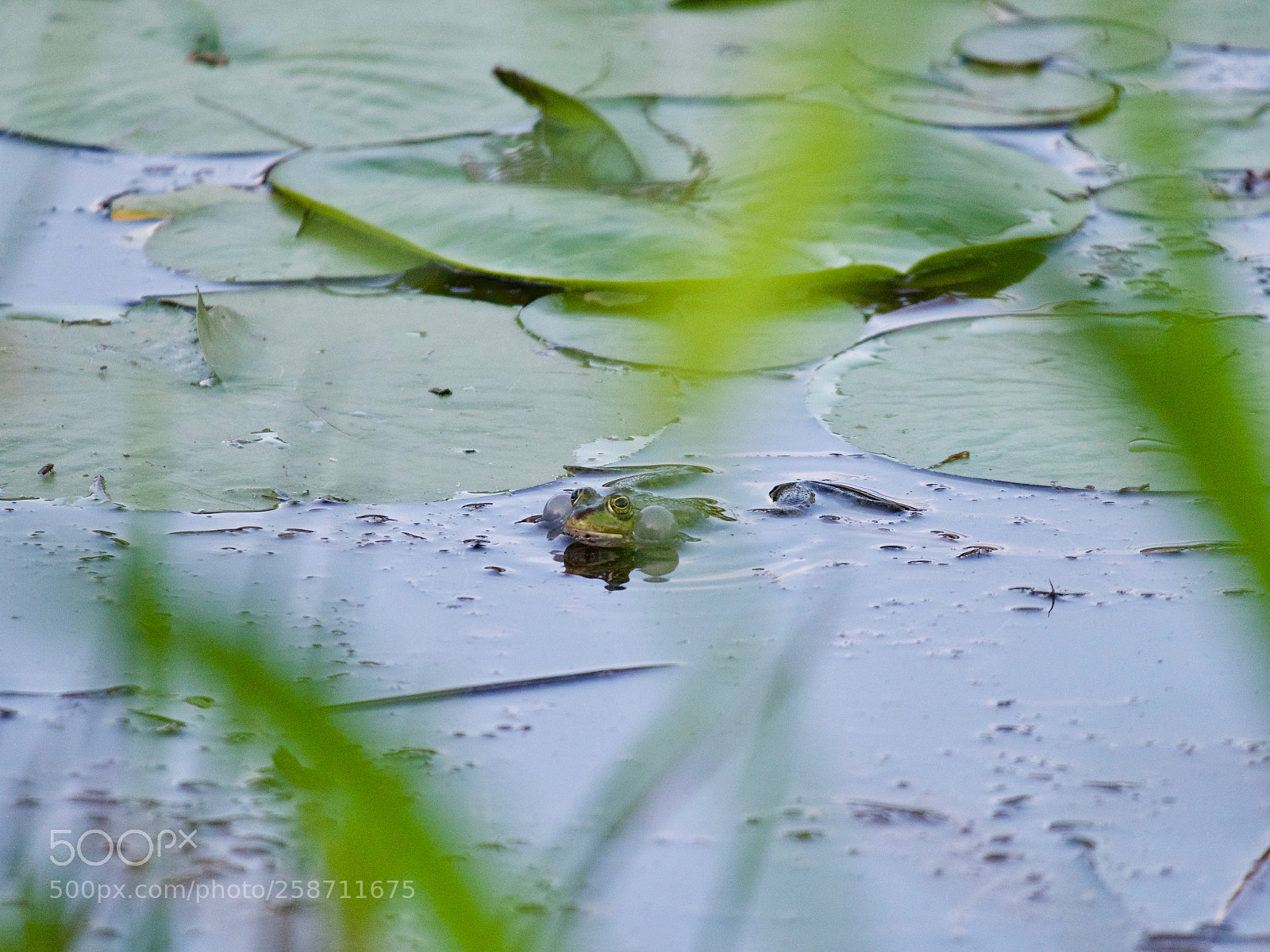 Panasonic Lumix DC-GH5 sample photo. Grenouille photography
